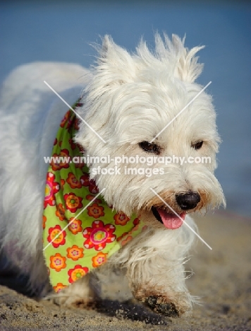 West Highland White Terrier wearing flowery scarf