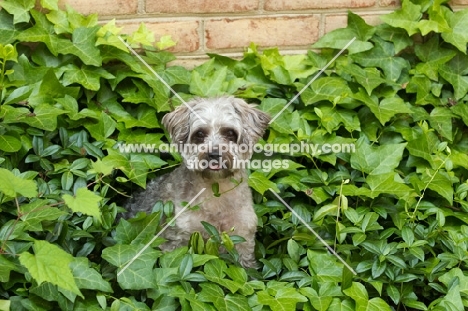 Yorkipoo (Yorkshire Terrier / Poodle Hybrid Dog) also known as Yorkiedoodle in leaves