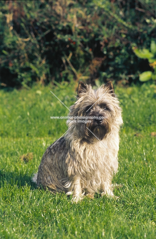 cairn terrier on grass