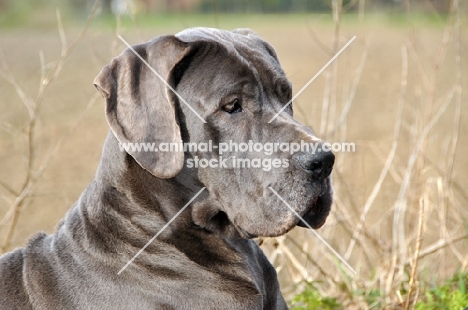 Great Dane