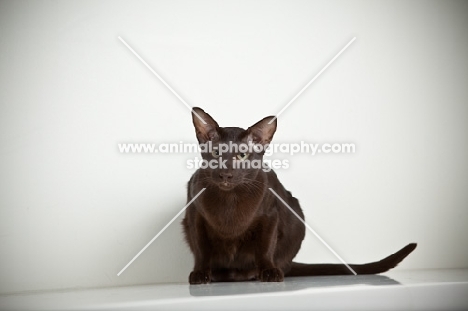 oriental shorthair cat relaxing on kitchen shelf