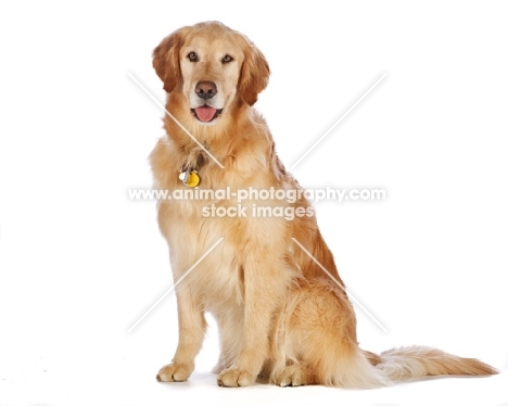 Golden Retriever, sitting