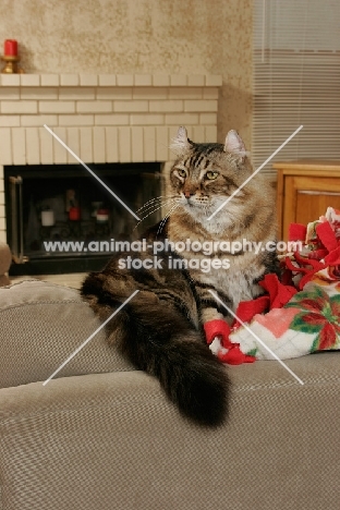 American Curl in lounge