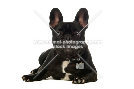 young French Bulldog lying down