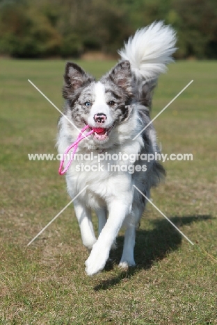 Border Collie retrieving toy