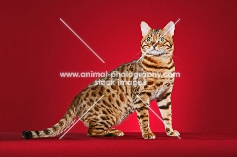 Bengal on red background