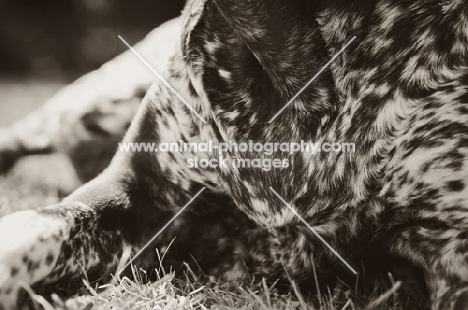 German Shorthaired Pointer (GSP) coat close up