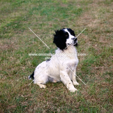 working type english springer spaniel sitting