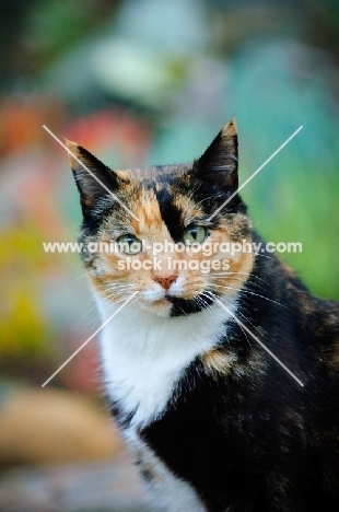 calico cat (tortoiseshell and white), looking at camera