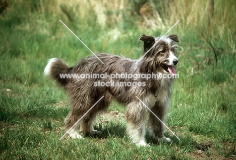 cross bred dog, nell, looking eager