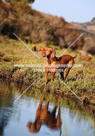 Hungarian Vizsla near water