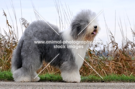 fluffy Old English Sheepdog side view