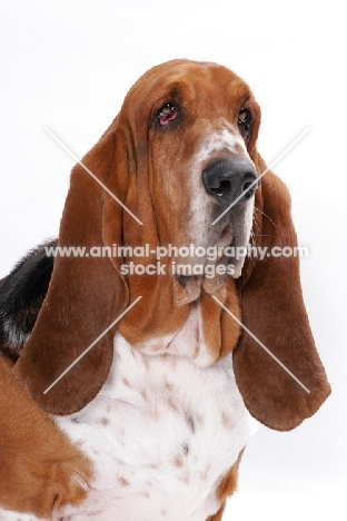 Australian Champion Basset Hound, portrait