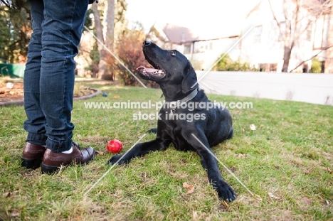 Black Lab lying on grass waiting for ball to be thrown in front of owners' legs.