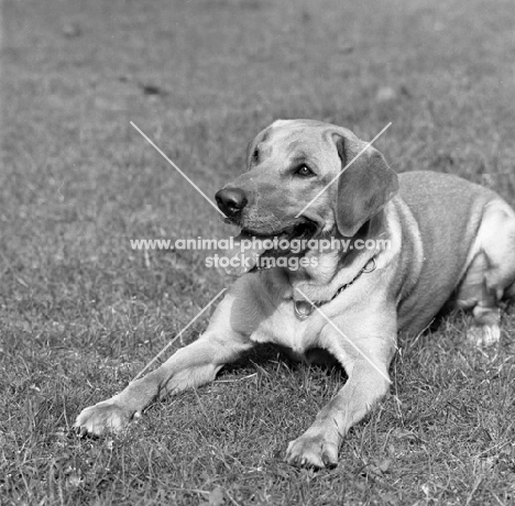 yellow labrador forequarters in black and white