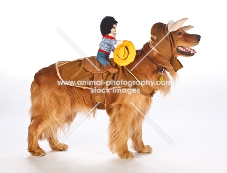 golden retriever dressed up as a cowboy