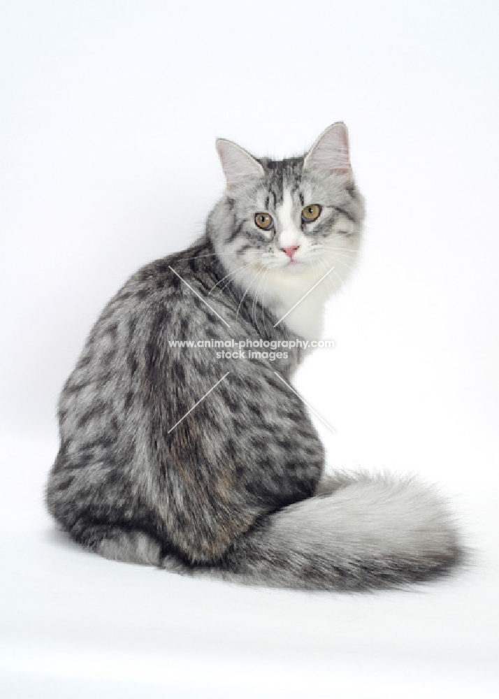 black silver mackerel tabby siberian cat