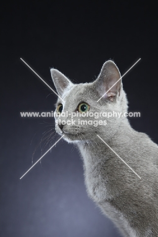 alert 10 week old Russian Blue kitten