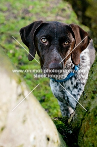 German Shorthaired Pointer looking through tree