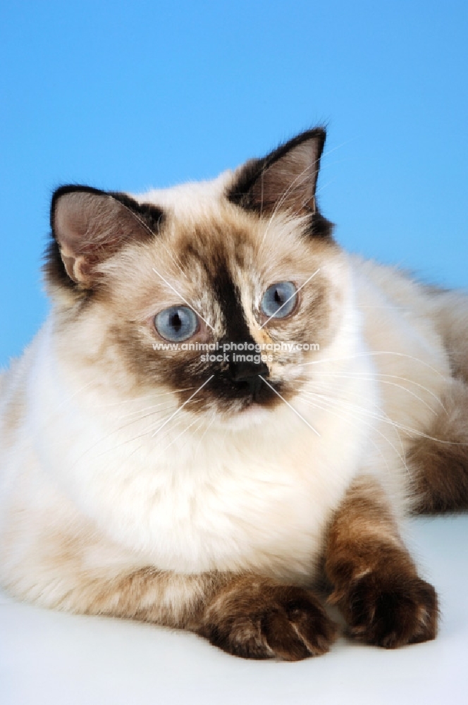 seal tortie ragdoll cat, portrait