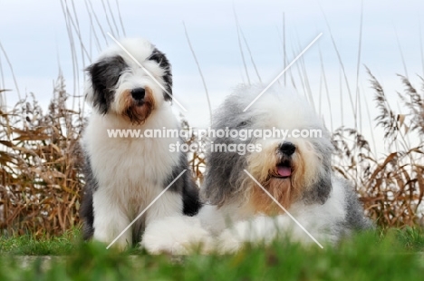 Old English Sheepdog