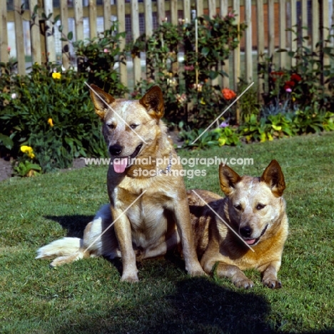 two australian cattle dogs in a garden