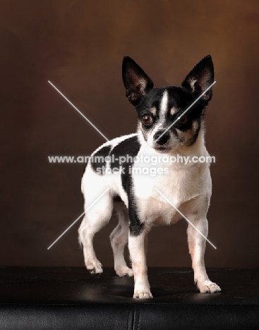 Chihuahua in studio against brown backdrop