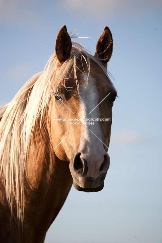 Palomino Quarter horse, headshot