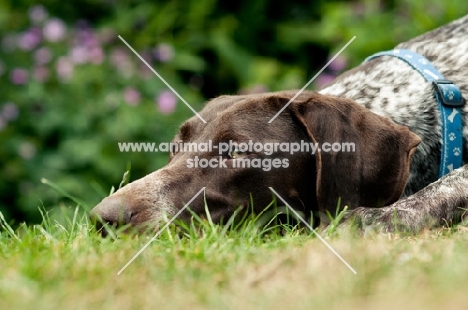 German Shorthaired Pointer (GSP) lying on grass