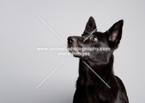 Black Malinois mix in studio on gray background.