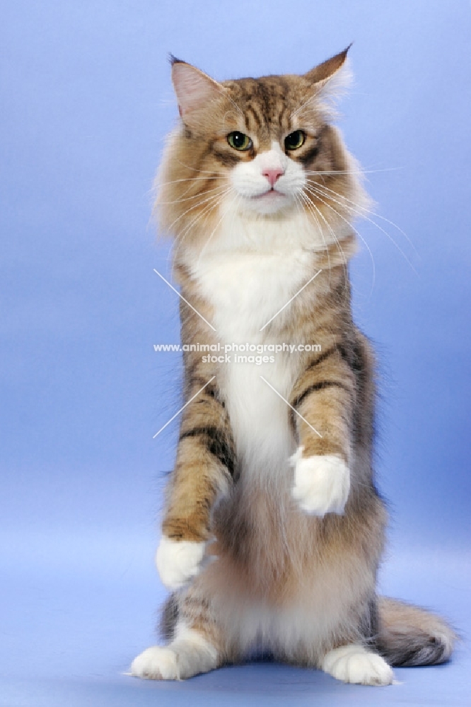 Brown Mackerel Tabby & White Norwegian Forest cat on hind legs