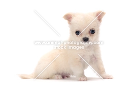 smooth coated Chihuahua puppy sitting on white background