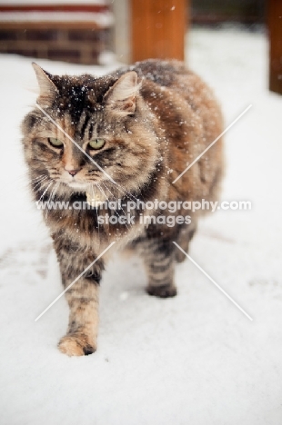 non pedigree cat walking in snow