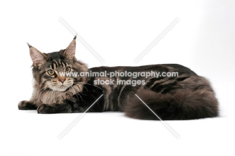 brown tabby Maine Coon lying down on white background