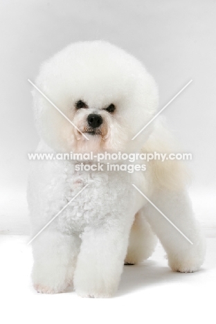 Australian Champion Bichon Frise