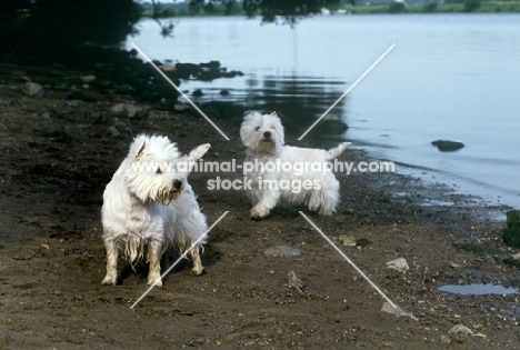 two west highland white terriers beside river