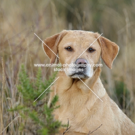 Labrador