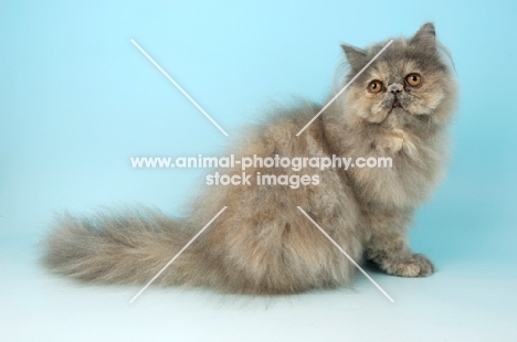 blue cream Persian