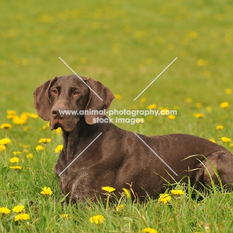 German Pointer in field