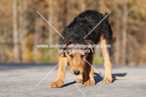 Airedale puppy