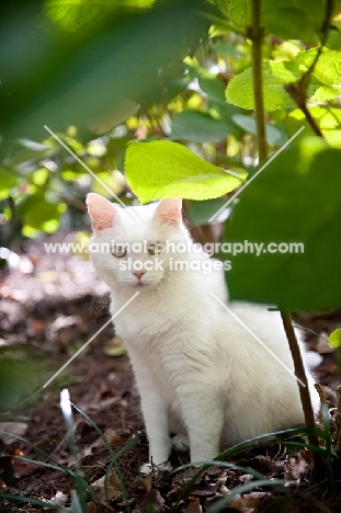 white cat sitting in greenery