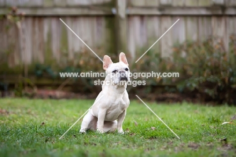 French Bulldog sitting down in garden