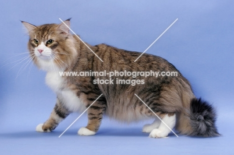 Brown Mackerel Tabby & White Norwegian Forest cat