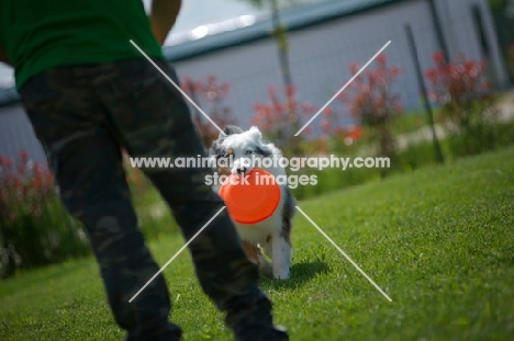 blue merle australian shepherd bringing frisbee back to her owner