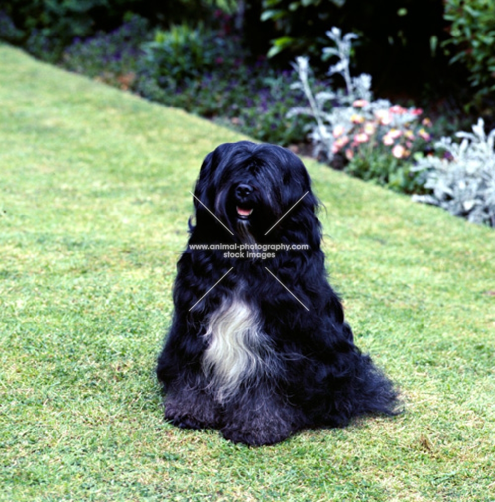 champion tibetan terrier sitting