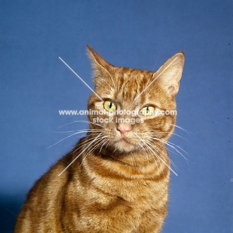 ginger cat portrait