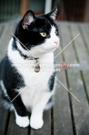 bi-coloured short haired cat sitting on table