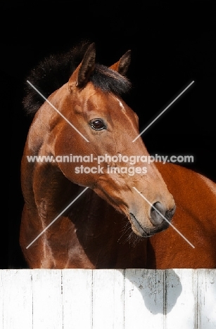 brown thoroughbread horse on black background