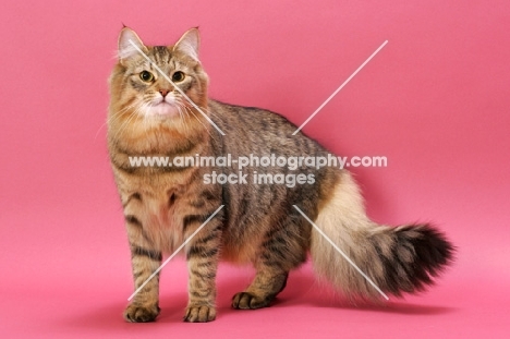 Brown Mackerel Tabby Norwegian Forest Cat on pink background