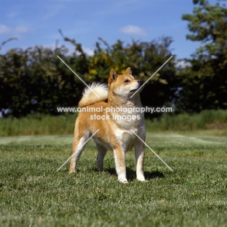 shiba inu looking up